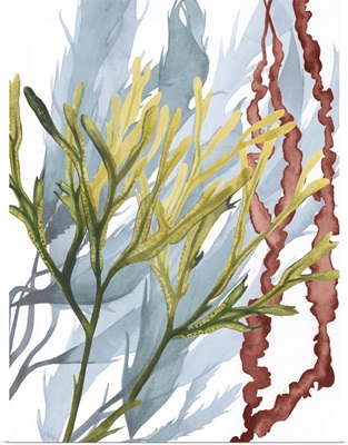 Seaweed Flow II