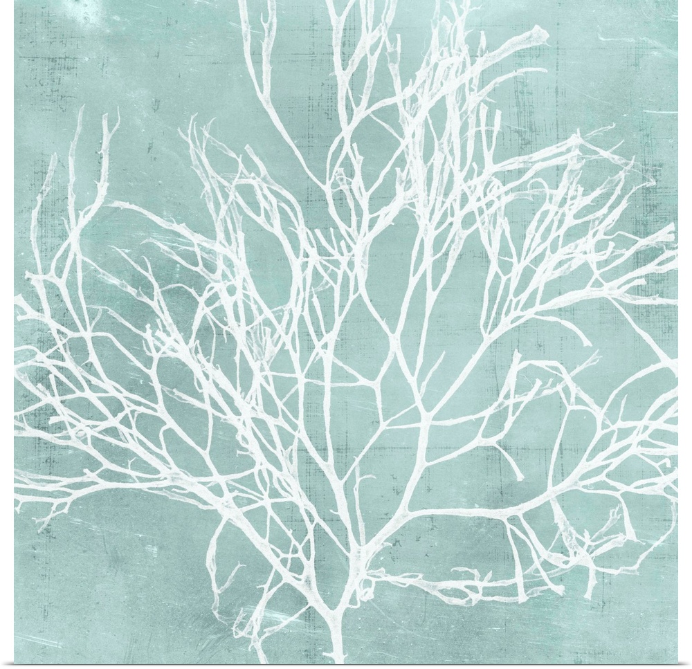 Seaweed illustration in white on an aquamarine blue background.