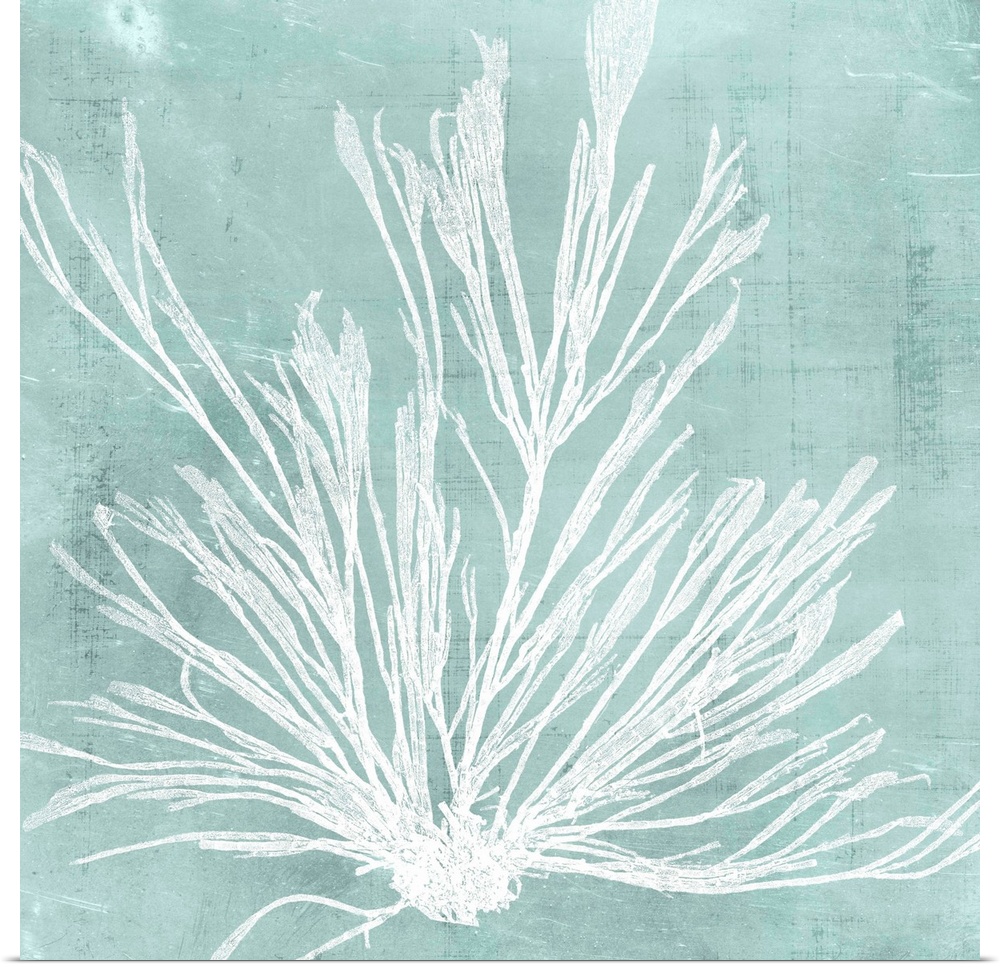 Seaweed illustration in white on an aquamarine blue background.