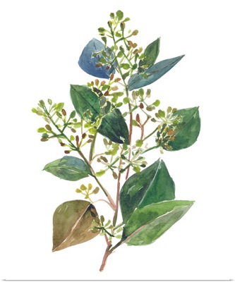 Seeded Eucalyptus II