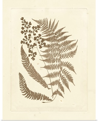 Sepia Ferns III