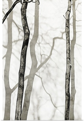 Shadowed Tree Trunks II