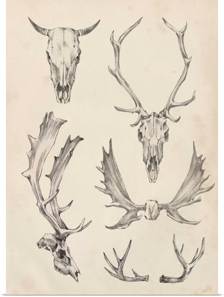 Contemporary scientific illustrative artwork of animal skull horns and antlers.