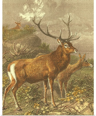 Small Red Deer