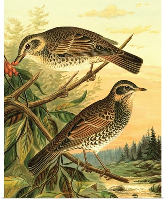 Small Woodland Birds II