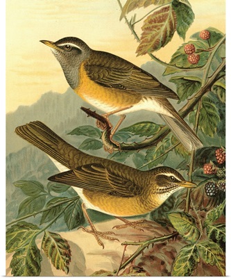 Small Woodland Birds III