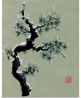 Snowy Pine II