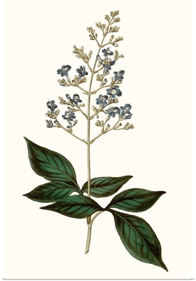 Soft Blue Botanicals IV