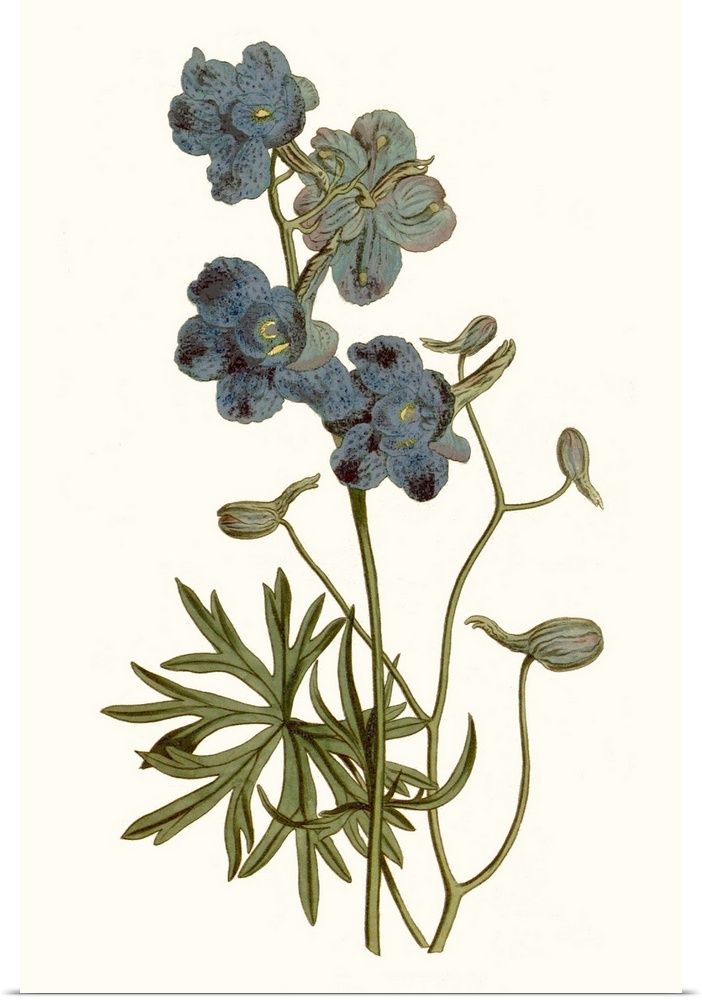 Soft Blue Botanicals V