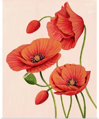 Soft Coral Poppies II