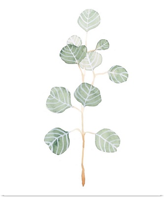 Soft Eucalyptus Branch II