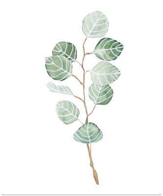 Soft Eucalyptus Branch III