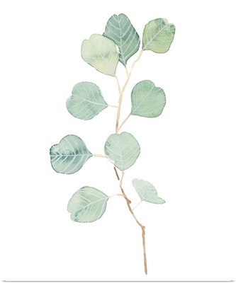 Soft Eucalyptus Branch IV