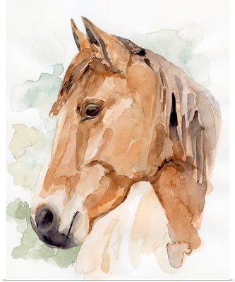 Soft Horse Profile II