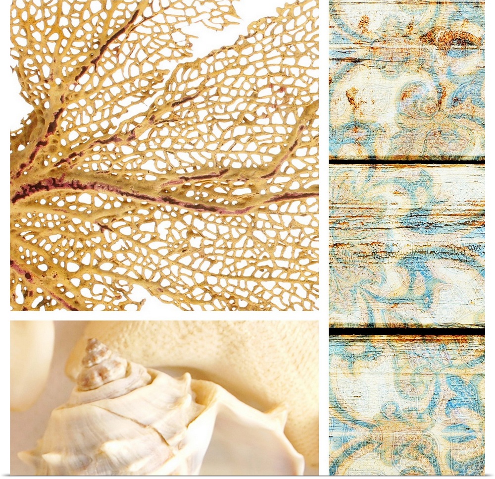A square collage of beach theme images including coral and shells.