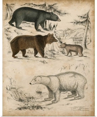 Species of Bear