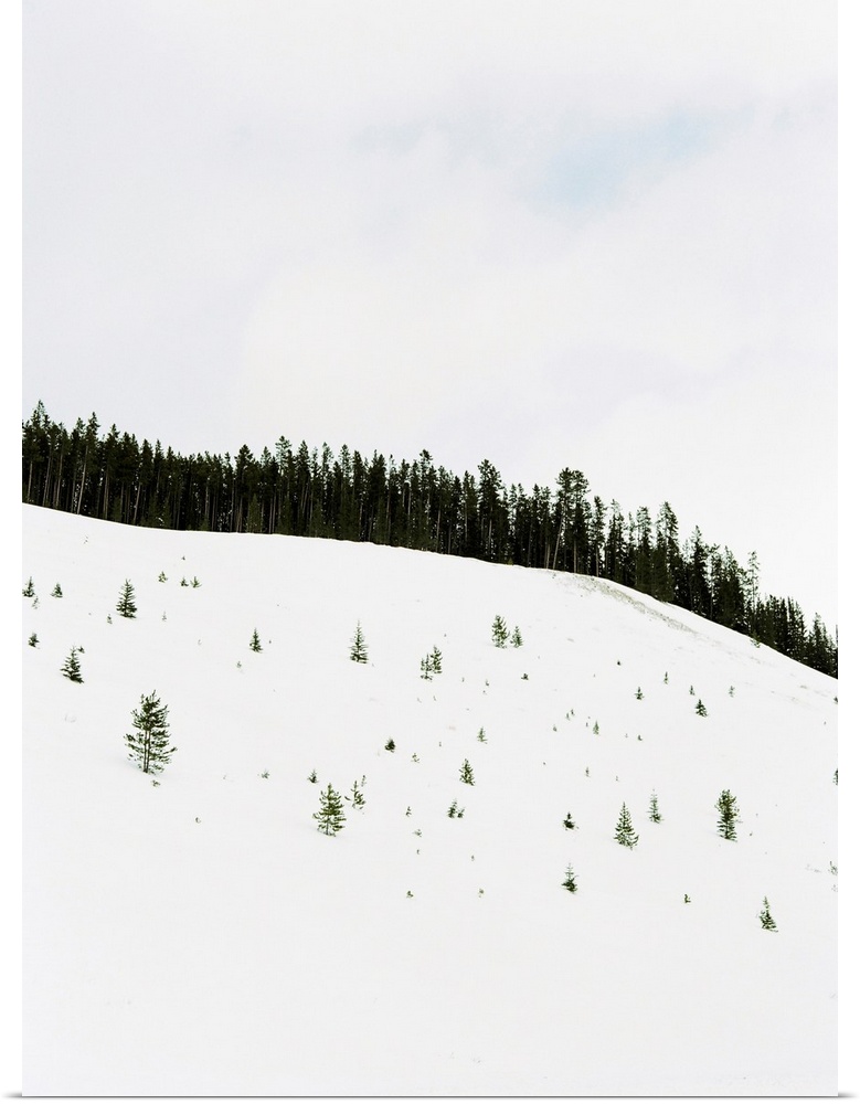 Photograph of deep snow with only the tips of small trees showing through, Banff, Canada