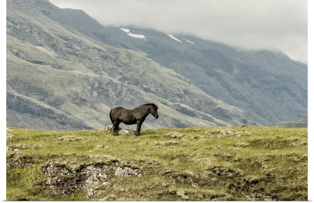 Photograph of a lone horse in the field with fog rolling over mountains in the background.