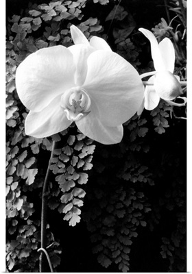 Striking Orchids I