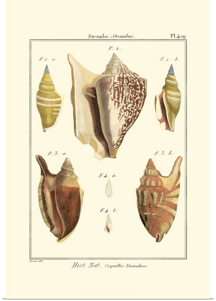Strombe Shells, Pl. 409