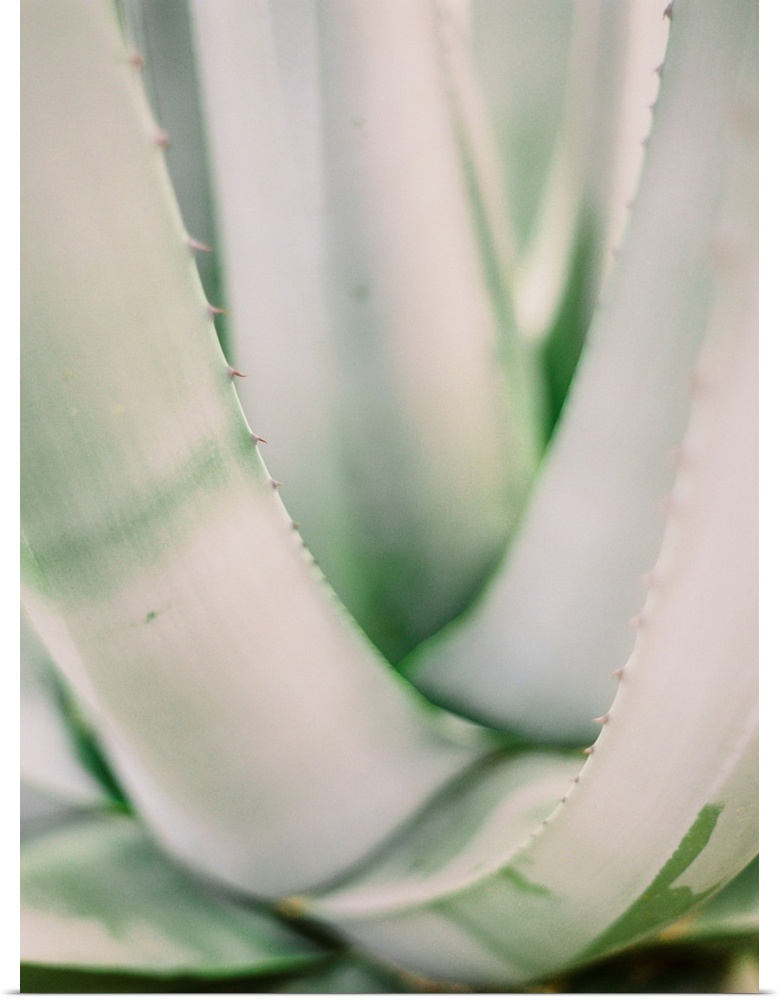 A close up photograph of long succulent leaves.