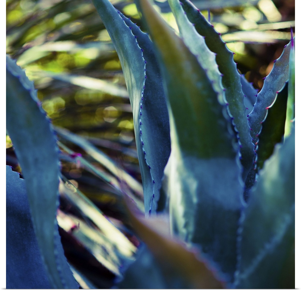 Close up view of deep blue succulent leaves.