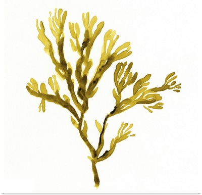 Suspended Seaweed I