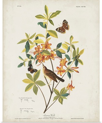 Swainson's Warbler