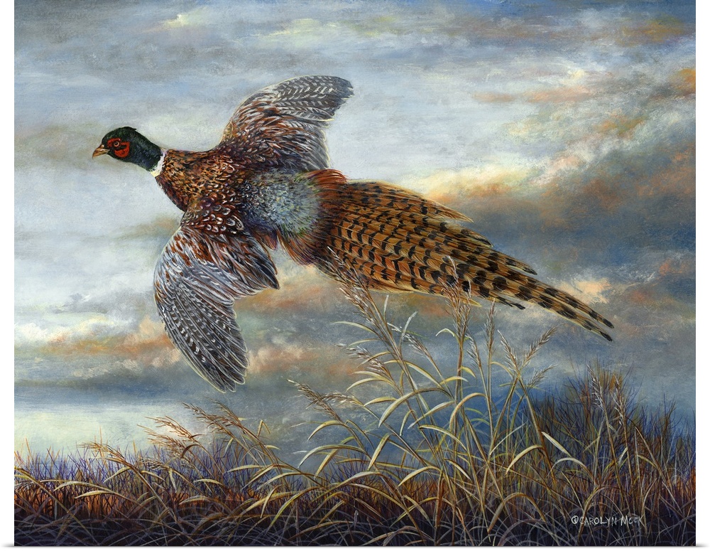 Contemporary painting of a pheasant in mid-flight.