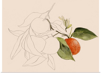 Tangerine Sketch I
