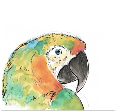 Tropical Bird Portrait IV