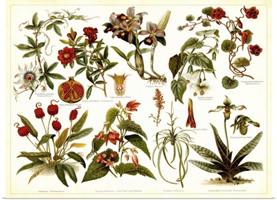 Tropical Botany Chart II