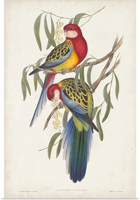 Tropical Parrots IV