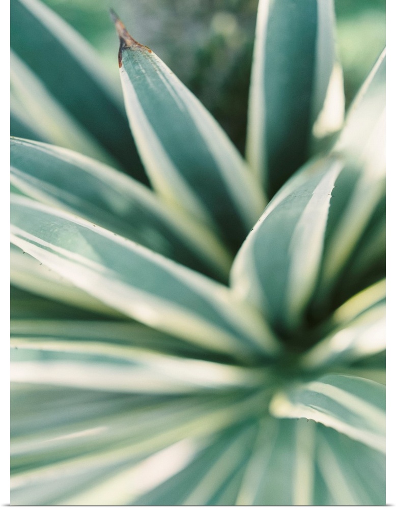 Close up photograph of tropical plant leaves, Mexico.