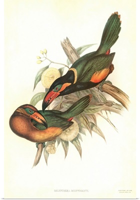 Tropical Toucans V