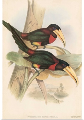 Tropical Toucans VII