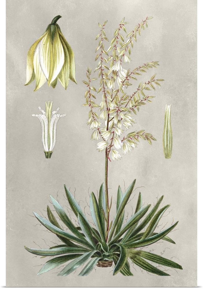 Illustrated tropical botanicals in shades of green, yellow, and cream on a gray background.