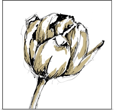 Tulip Sketch II
