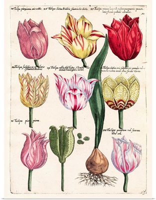 Tulips En Masse II