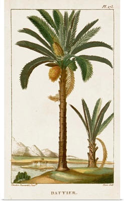 Turpin Exotic Palms IV