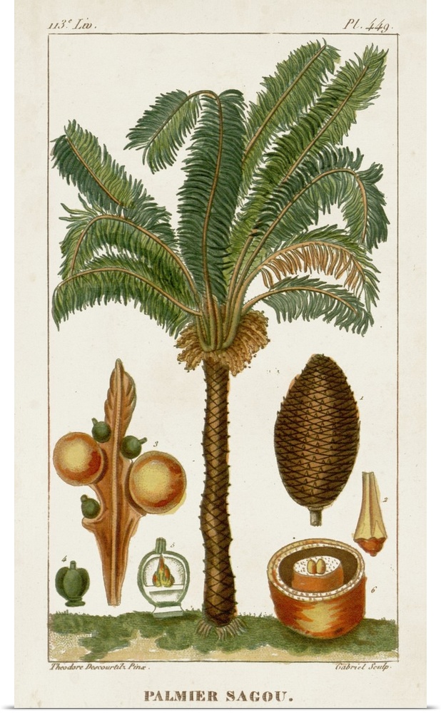 A decorative vintage illustration of an exotic palm tree.