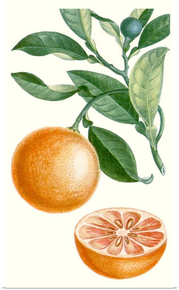 A decorative vintage illustration of a citrus plant.