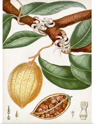 Turpin Tropical Fruit II