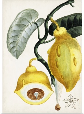 Turpin Tropical Fruit IV