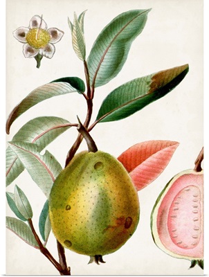 Turpin Tropical Fruit IX