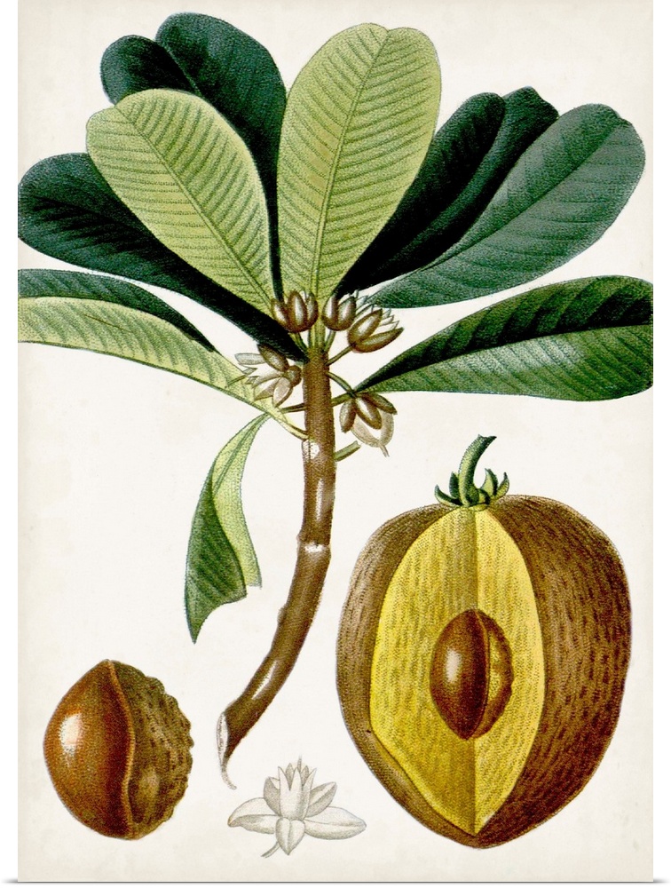 Turpin Tropical Fruit VI