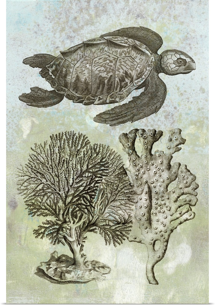 Contemporary artwork featuring an illustrated turtle and coral on pastel distressed background.