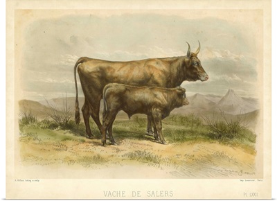 Vache De Salers