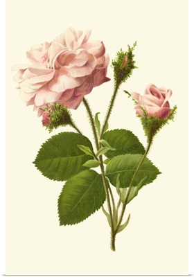 Victorian Rose II