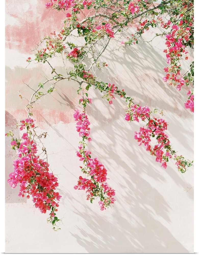 Photograph of bright pink flowering stems against a white wall, Santorini, Greece.